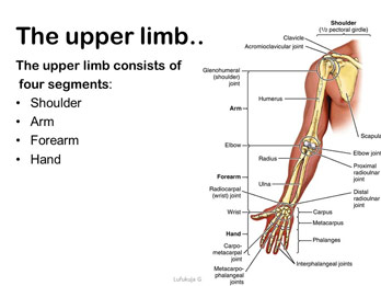 Upper Limb Rehab in Bangalore